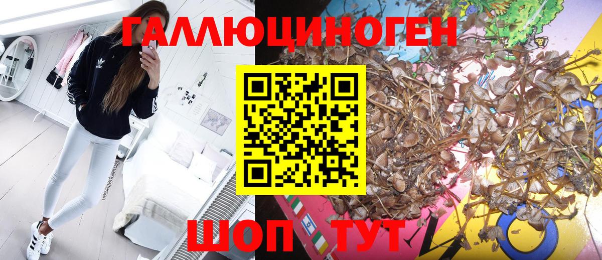 Галлюциногенные грибы Cubensis Новоалександровск
